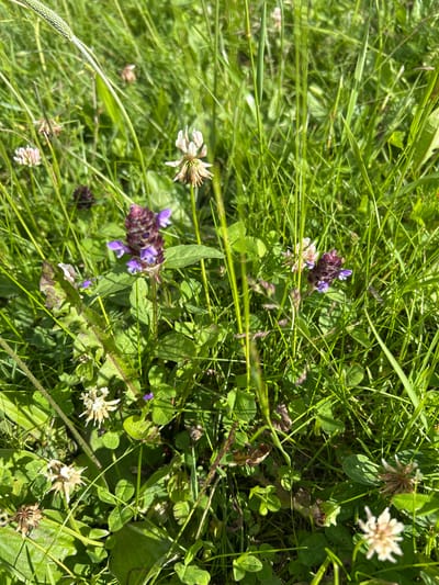 The image depicts a close-up view of a grassy area with several small wildflowers in bloom. The flowers are varied in color, with prominent purple and white blossoms scattered amongst the green blades of grass. Some of the flowers appear to be clover, with their characteristic rounded flower heads. The lighting suggests it is daytime, with sunlight filtering through the foliage, creating dappled shadows. There are no people or animals visible in the image. The setting appears to be a natural outdoor environment, consistent with a meadow or a roadside verge. The geographical location of Усмангали, Russia, is noted, suggesting this scene is from that area.