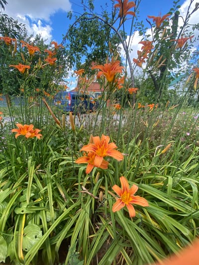 This media file shows a close-up view of orange daylilies in a garden setting. The flowers are blooming abundantly, with some in full bloom and others still developing buds. The daylilies are characterized by their vibrant orange petals, some with darker orange markings in the center. The leaves of the daylilies are long and strap-like, creating a lush green backdrop for the flowers. In the background, hints of a residential setting are visible, including a brick building and a dark blue vehicle. The sky is partly cloudy, suggesting a daytime scene. The overall mood is one of natural beauty and a peaceful summer day. There is no visible text in the image.