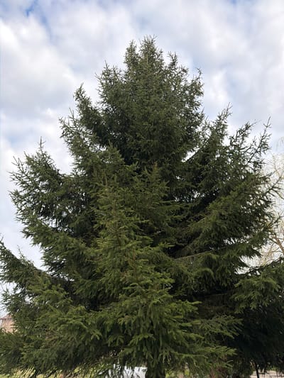 The image captures a worm's-eye view of a large, mature evergreen tree, likely a spruce or fir, with its dense, dark green foliage filling most of the frame. The branches, covered in short, needle-like leaves, extend outwards and slightly downwards, creating a thick canopy. Sunlight filters through the gaps in the branches, highlighting various shades of green.
Above and between the tree's foliage, a cloudy sky is visible. The clouds are predominantly white and light grey, suggesting a bright but overcast day. In the upper right corner of the original image, faint, bare branches of what appears to be another, possibly deciduous, tree can be seen against the sky, hinting at a season other than full summer, perhaps late winter, early spring, or late autumn.
The scene depicts a natural outdoor setting, focusing solely on the tree and the sky. There is no specific activity or event taking place; it is a static snapshot of nature. No people, animals, or man-made objects are distinctly visible, apart from the faint suggestion of other trees. There is no visible text. The location context is Пролетарский, Russia.