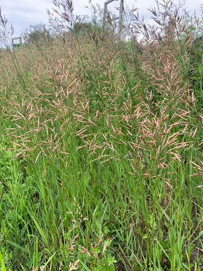 An outdoor, medium shot shows a dense field of tall green grass with feathery seed heads. The seed heads are a mix of light brown and pinkish hues, creating a textured appearance against the vibrant green stalks. A small dark insect is visible on one of the seed heads in the upper left quadrant of the image. In the background, out of focus, are hints of trees and a wooden structure, possibly a fence or part of a building. The sky is overcast with a pale, diffused light. The scene depicts a natural, uncultivated area, typical of a field or meadow. There is no indication of the city of Ustinovka, Russia within the visual elements of the image.