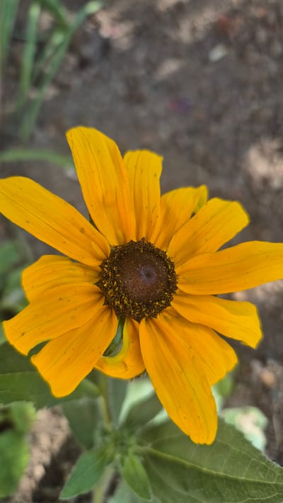 A close-up, top-down shot showcases a vibrant yellow flower, likely a Black-Eyed Susan due to its prominent dark brown, textured center surrounded by radiating yellow petals. The petals, some slightly curled or uneven, display fine lines and small dark specks. The flower is positioned slightly to the left of the frame, with its central disk facing directly upwards. To the right and slightly behind the flower, a large, fuzzy green leaf and other foliage are visible, also out of focus. The background is a blur of earthy tones – primarily gray and brown, suggesting soil or ground. There are hints of lighter specks and possibly some faint purple hues in the background. The lighting appears to be natural daylight, creating soft shadows and highlighting the flower's texture and color. The overall impression is one of natural beauty and a close-up study of the flower's details, set against a soft, natural backdrop. No people or text are visible. The context provided places this scene in Butovo, Bulgaria.