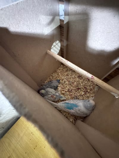 The image shows a close-up, overhead view of a bird's nest made from wood shavings, likely containing young budgies. There is one adult budgie, predominantly white with light gray and blue markings, resting on the shavings. The adult bird appears to be facing away from the camera. In front of the adult bird are two budgie chicks. Both chicks are mostly gray and white, with some yellow on their heads and visible markings on their bodies. They are huddled together, appearing to be very young and possibly still covered in down.

A wooden perch or support runs diagonally across the frame, near the top left. The nest appears to be inside a cardboard enclosure or box, suggested by the material and construction. The lighting suggests it might be daytime, with some shadows cast within the enclosure. The overall scene conveys a sense of warmth and domesticity, focused on the young birds in their nest. There is no visible text in the image. The location context provided is Armavir, Armenia, but there are no specific visual cues within the image to confirm this location.