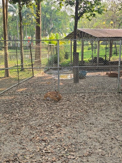 This image depicts an animal enclosure located in Ban Phaya Kot Ana Kaeo, Thailand, under daytime conditions. In the immediate foreground, a fawn with brown fur and white spots is observed lying on a ground covered with dry brown leaves and soil, its head slightly elevated and facing left. A horizontal chain-link fence runs across the midground, separating the fawn from the deeper parts of the enclosure. Behind this fence, a second spotted deer is partially visible lying on the ground to the right. A blue or greenish-blue utility tub and a small muddy puddle are present on the enclosure floor. Further in the background, within the enclosure, a metal-roofed shelter with exposed structural framing is visible. The surrounding environment consists of a dense array of trees, including tall palm trees and other deciduous varieties, some displaying green foliage and others yellow blossoms.