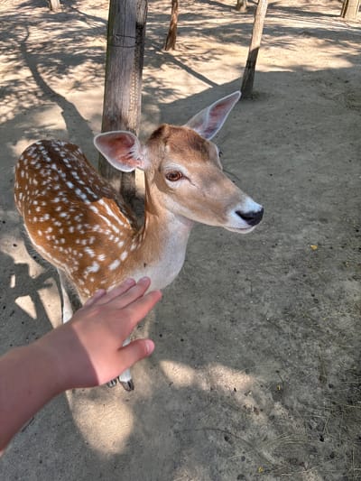 This is a top-down, eye-level shot of a young deer with white spots on its brown coat. The deer is looking upwards and to the left. A human hand is visible on the right side of the frame, reaching towards the deer. The deer is standing on a sandy or dirt ground, with some dry grass and twigs scattered around. In the background, there's a wooden fence or structure. Sunlight casts distinct shadows on the ground, suggesting it's a bright, sunny day, likely late morning or early afternoon. The overall setting appears to be an outdoor enclosure or a natural area where humans can interact with animals, possibly a sanctuary or a farm. There is no visible text in the image.