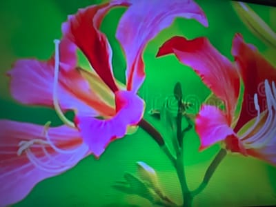 This is a close-up, high-angle, eye-level shot of a vibrant pink and red flower with a green background. The flower's petals are large and delicate, with some appearing slightly translucent. A thin, white pistil is visible in the center of the flower. The background is a uniform, bright green, suggesting a natural setting or a digitally enhanced image. There are no people or specific landmarks visible in the image, making it impossible to determine its location within Çiğli, Turkey. The image appears to be a photograph or a digital rendering of a flower.