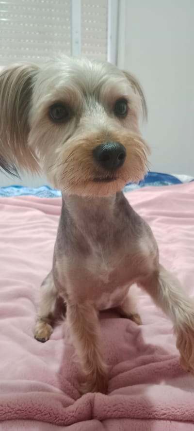 This is a medium shot of a Yorkshire Terrier dog sitting on a pink blanket. The dog has tan fur on its face and legs, and gray fur on its back and body. Its eyes are dark brown, and its nose is black. The dog is looking directly at the camera. The background is blurred, but it appears to be a room with white walls and a white window blind. The pink blanket is textured, with raised ridges. The lighting is soft and natural, suggesting it is daytime. The dog appears calm and alert. There is no visible text in the image. The setting is likely a home environment in Galapagar, Spain.