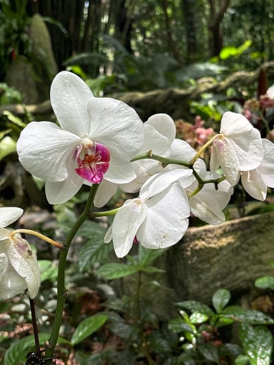 This is a close-up photograph of a white Phalaenopsis orchid plant in bloom, situated in a naturalistic setting, likely a botanical garden or a humid, shaded environment. The main subject is a cluster of orchids with delicate white petals and a distinct pink and magenta lip. One prominent orchid bloom is in sharp focus, showcasing intricate details of its stamen and pistil. Several other orchid flowers, some in various stages of bloom and wilting, are visible, along with green stems and leaves. The background is a softly blurred tapestry of lush green foliage, mossy rocks, and hints of sunlight filtering through the canopy, suggesting a tropical or sub-tropical climate. The image is sharp and well-lit, highlighting the delicate textures and vibrant colors of the orchids. There are no people or animals in the frame. The composition emphasizes the beauty and fragility of the flowers against the rich, organic backdrop. The image was captured in Sandao, China.