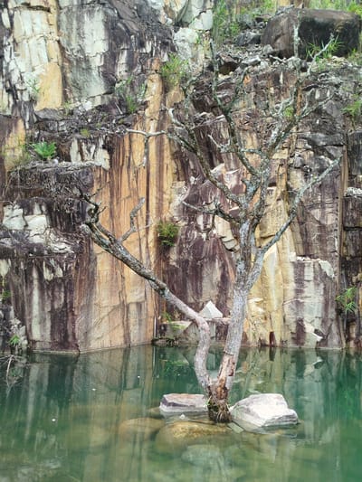 The image depicts a natural scene within a quarry, characterized by a sheer rock face and a body of water. The rock face is multi-colored, displaying shades of beige, brown, and gray, with visible stratification and evidence of erosion. Sparse vegetation, including grasses and small plants, grows in crevices and along ledges of the rock.
In the foreground, a lone, bare tree trunk stands in the water, its roots partially exposed and gripping a few submerged rocks. The tree's branches are gnarled and devoid of leaves, suggesting it may be dead or dormant. The water is a greenish-blue hue and reflects the surrounding rock face and sky. Several rocks of varying sizes are visible in the water, some partially submerged and others fully exposed.
The overall impression is one of a remote and rugged natural environment. The scene does not contain any people or animals. The location is described as being in the city of Lán Tranh, Vietnam.