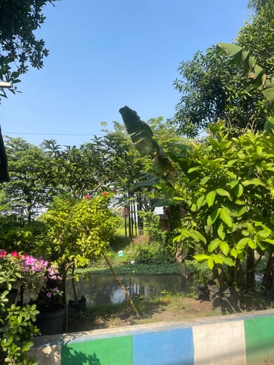 The image captures a sunlit scene featuring a tranquil body of water, likely a canal or a small river, bordered by lush greenery in Anggaswangi, Indonesia. The foreground is dominated by a low wall painted with horizontal bands of white, blue, and green. Several potted plants, including one with vibrant pink and red flowers, are arranged on the left side of the wall.
Beyond the wall, the water's surface reflects the clear blue sky and the surrounding vegetation. The banks of the water body are densely covered with various plants and trees, creating a natural, slightly overgrown ambiance. A prominent banana tree with large, dark green leaves stands to the right, its fronds reaching upwards. Other trees and dense foliage fill the midground, with some appearing to be fruit-bearing, as evidenced by a bunch of green bananas partially visible under a brown wrapper. In the distance, more trees form a dense backdrop against the sky, and what appear to be thin vertical poles, possibly part of a fence or structure, are visible. The overall impression is one of a verdant, semi-rural or suburban environment in a tropical setting. There are no people visible in the image.