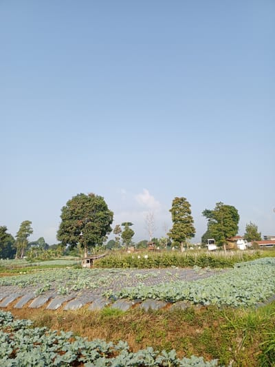 The image depicts an agricultural landscape under a clear blue sky. The foreground features rows of young green crops, possibly broccoli or cabbage, growing on terraced fields. These plants are covered in plastic mulch, which is a common agricultural practice to conserve moisture and suppress weeds. In the middle ground, larger trees with lush green foliage are scattered throughout the fields. A small wooden structure, possibly a shed or a small dwelling, is visible nestled among the trees. Further in the background, there are several buildings with red roofs, suggesting a residential or community area. The overall scene conveys a rural or semi-rural setting, likely a vegetable farm. The image does not contain any people or specific details that would place it in Bellanneoya, Sri Lanka.