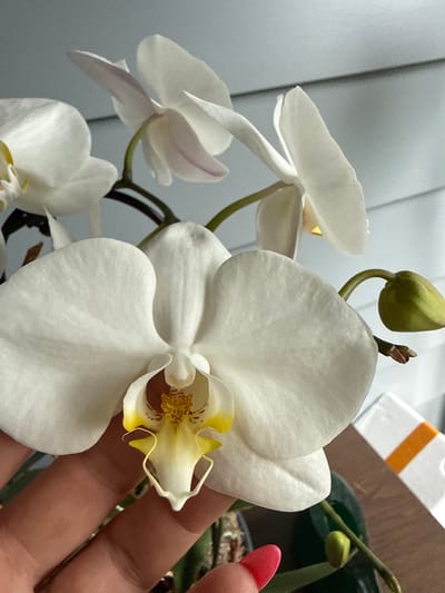 A close-up, indoor photograph shows a white orchid with yellow markings in its center. The orchid is in full bloom, with delicate petals, and a single green bud is visible to the right. A hand with a red fingernail is gently supporting the lower petal of the orchid. The background consists of a light-colored wall with horizontal lines, possibly siding. A blurred wooden surface and a white object with an orange stripe are also visible in the lower right corner. The lighting suggests it is daytime, with soft illumination. The exact location within Fairview Township, United States of America, is not discernible from the image.