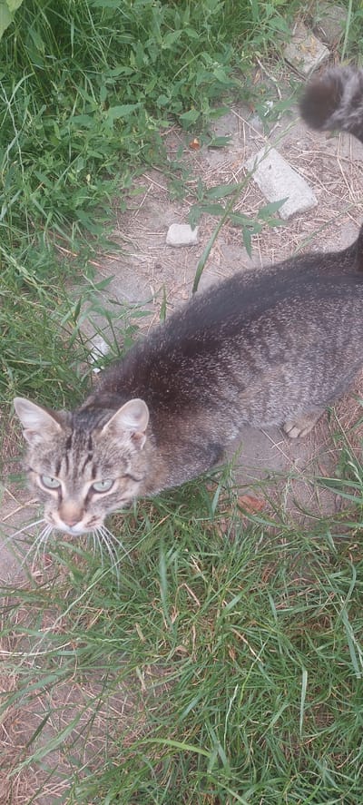 The image shows a tabby cat lying on the ground amidst grass and dirt. The cat is facing upwards and to the right, with its head tilted slightly. Its eyes are a striking green color. The cat's fur is a mix of brown, black, and gray, with characteristic tabby markings. Part of the cat's body, including its back and tail, is visible. The ground is covered with green grass and dry, straw-like material. There are also a few small, light-colored stones or pieces of concrete scattered on the ground. The overall scene suggests an outdoor setting, possibly a backyard or a park. The lighting indicates it is daytime, and the presence of green grass suggests a warm season. No text is visible in the image.