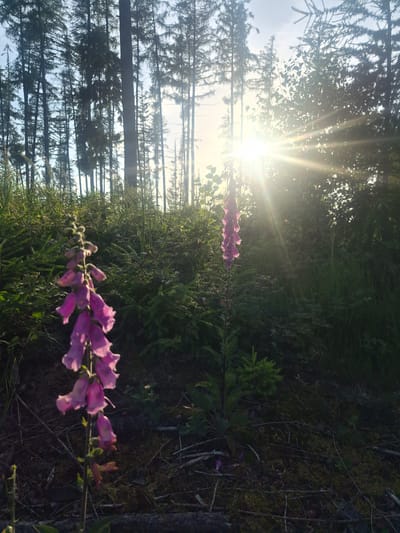 A vertical, medium shot captures a forest setting at sunrise. The sun, positioned in the upper right quadrant, emits strong rays through the tall, dark green pine trees, creating a bright, hazy atmosphere. In the foreground, two stalks of purple foxglove flowers are prominently displayed. The stalk on the left is closer to the viewer and in sharper focus, while the stalk on the right is further back and slightly blurred. The ground is covered with dark earth, moss, and fallen branches. The overall impression is one of a serene, natural environment bathed in the warm glow of early morning light, likely located in a wooded area of Bergneustadt, Germany. No people or animals are visible.