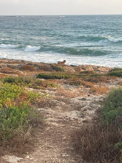 The image depicts a rocky coastline along the Mediterranean Sea in Mate Asher Regional Council, Israel. The sea is a vibrant turquoise, with white waves crashing against the shore. The foreground is characterized by a rugged, rocky terrain covered in dry brush and patches of green vegetation. A dirt path winds through this landscape. In the distance, on a rocky outcrop overlooking the sea, a dog with reddish-brown fur stands facing the water. The sky is overcast, casting a soft light over the scene. The overall impression is one of natural beauty and tranquility.
