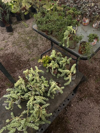 The image shows a variety of succulent plants in pots, arranged on two tables. The plants are all different sizes and shapes, with some having longer, trailing stems and others having shorter, more compact forms. The pots are mostly made of metal, with some being painted in various colors. The tables are made of metal, with a white or light gray top. The image was taken in Juriquilla, Mexico (latitude: 20.708, longitude: -100.448) in an outdoor, possibly a nursery or a greenhouse. The ground is covered in small gravel or pebbles. The image is likely taken from a slightly elevated angle, looking down on the tables. There are no people present in the image. The succulents are healthy and thriving, suggesting they are well cared for. There is a metal structure in the background that may be a greenhouse or another building. The lighting is bright and natural, with no artificial lighting being used. The image is clear and sharp, with a depth of field that emphasizes the plants and their arrangements.