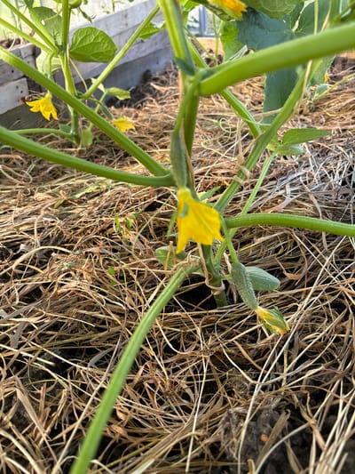 A close-up, eye-level shot shows a young cucumber plant growing in a garden bed. The plant has vibrant green vines and leaves. Several yellow cucumber flowers are visible, some in full bloom and others with petals starting to open. Tiny, developing cucumbers, still green and fuzzy, are also present, attached to the vines. The ground around the plant is covered with a thick layer of dry straw mulch. In the background, wooden planks suggest the edge of a raised garden bed. The lighting indicates it is daytime, with soft sunlight illuminating the scene. The location is identified as Kon, Russia.