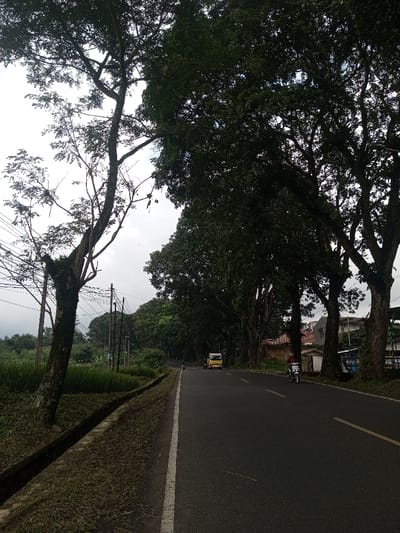 The image depicts a rural or semi-urban road in Lunugamwehera, Sri Lanka, under an overcast sky. The asphalt road, marked with a faded white line on the left shoulder and faint double yellow lines near the center, extends into the distance. On the left side of the road, a narrow concrete drainage ditch runs parallel to the asphalt, beyond which lies overgrown grass, utility poles with multiple overhead wires, and various trees and dense vegetation. Further in the background on the left, a green landscape of trees and possibly fields is visible beneath a hazy sky.

On the right side of the road, a dense canopy of large, mature trees with dark green foliage lines the edge, creating a shaded corridor. Through gaps in these trees, the roofs and upper sections of several single-story buildings with red or orange-tiled roofs and light-colored walls are discernible.

Two vehicles are present on the road. In the mid-ground, a white scooter is traveling away from the viewer on the right side of the road. The rider, facing away, wears a red top and a helmet. Further down the road, in the distance, a light-colored, possibly yellow, box truck or van is also moving away from the viewer. No other individuals or significant interactions are evident. The overall scene suggests a quiet thoroughfare with a mix of natural vegetation and sparse human development.
