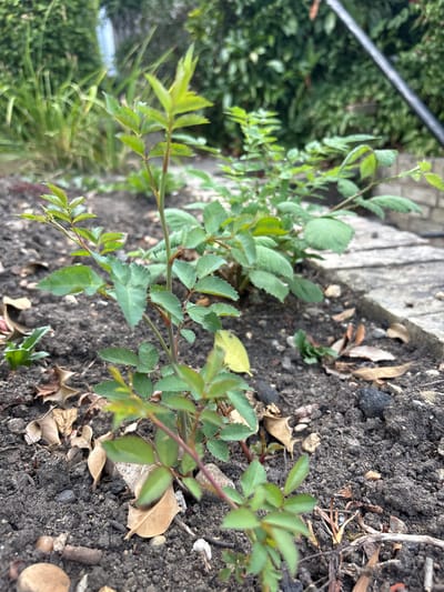 A close-up, low-angle shot shows a cluster of young rose bushes planted in dark, loamy soil in a garden. The rose bushes have vibrant green leaves and reddish stems, with some unfurling new growth at the tips. Scattered on the soil are a few dry, brown leaves and small pebbles. In the background, a stone pathway or patio runs along the right side of the frame, leading to a dense green hedge or foliage. The scene appears to be located in a residential garden in Chelmsford, United Kingdom, a typical setting for cultivating ornamental plants.