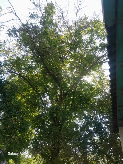 The image is a low-angle shot looking up into the canopy of a deciduous tree, its green leaves dappled with sunlight. The sky is bright and overcast. To the right of the frame, the edge of a dark, corrugated roof structure is visible, partially obscuring the tree. In the lower left corner of the image, the text "Galaxy A13" is imprinted, indicating the device used to capture the photograph. There are no people or animals present in the image. The environment appears to be outdoors, with the natural elements of a tree and sky dominating the scene, juxtaposed with a man-made structure. The location in the city of Töş, Kyrgyzstan is not discernible from the visual information provided in the image.