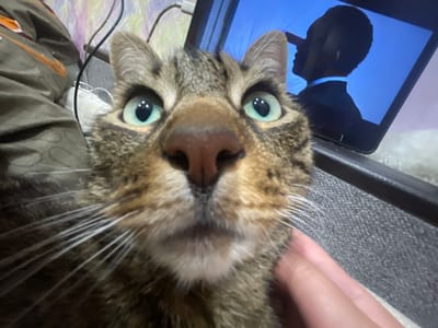 A close-up, low-angle selfie is taken by a tabby cat with large, bright green eyes. The cat's face fills most of the frame, with its nose and whiskers prominently featured. In the background, a tablet displays a silhouette of a person in a suit against a blue background. To the left of the cat, a brown blanket with an orange pattern and a white sneaker are visible. A hand is seen gently touching the cat's chin. The scene appears to be indoors, likely in a residential setting. No specific details about the city of ЖК «Борисоглебское», Russia, are discernible from the image.