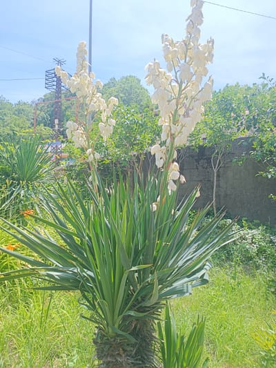 A tall yucca plant with white bell-shaped flowers is in full bloom in the foreground. The plant has spiky, sword-like green leaves that fan out from the base. Behind the yucca, a concrete wall runs horizontally across the image. Various green trees and bushes are visible on either side of the wall, and the sky is bright blue with a few wispy clouds. In the background, a metal tower and power lines can be seen, suggesting an urban or semi-urban environment. The scene appears to be a garden or park area in Oryahovo, Bulgaria, given the characteristic vegetation and the presence of infrastructure.