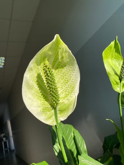 This image features a close-up view of a peace lily plant, with a focus on its white spathe and green spadix. The spathe is a delicate white with prominent green veining, and the spadix is a textured, cylindrical green spike covered in small, budding flowers. Another green leaf of the plant is visible in the upper left of the frame, and more green foliage is present on the right. The background is a dark, neutral gray, with a diagonal shadow cast across it from the upper left. This shadow suggests a strong light source, likely sunlight, hitting the plant from the side. The overall lighting is bright and natural, indicating daytime. The setting appears to be indoors, possibly near a window, given the presence of the plant and the soft, diffused background. The peace lily itself, with its elegant form and subtle coloring, conveys a sense of calm and natural beauty. There is no visible text in the image. The location context is Bolesławiec, Poland.