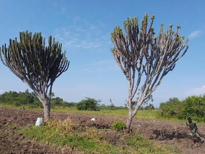 Two tall, cactus-like trees stand prominently in a cultivated field under a bright, slightly cloudy sky. The field is recently plowed, with patches of green grass interspersed. In the distance, a line of trees marks the horizon. To the right, a man works the soil with a hoe. Scattered white sacks are visible near the base of the trees. The scene portrays rural agriculture in a sunny, open landscape.