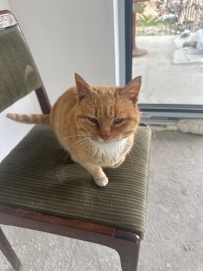 An orange tabby cat with a white chest and paws is seated on an olive-green upholstered wooden chair inside a structure located in Velichkovo, Bulgaria. The cat faces slightly forward, with its eyes partially closed and its right front paw extended. The chair features a dark-stained wooden frame and an olive-green fabric seat and backrest with horizontal ribbing. The interior floor is concrete, and a plain white wall is visible to the left. To the right of the cat, a large window or glass door with a light-colored frame reveals an outdoor area. The exterior view includes a concrete ground surface, sparse dry vegetation, and piles of wood or construction debris in the mid-distance. A blurry human leg, wearing a light-colored shoe or slipper, is partially visible outside the window. The overall setting is consistent with an interior room under renovation or a utility space adjacent to an outdoor yard.