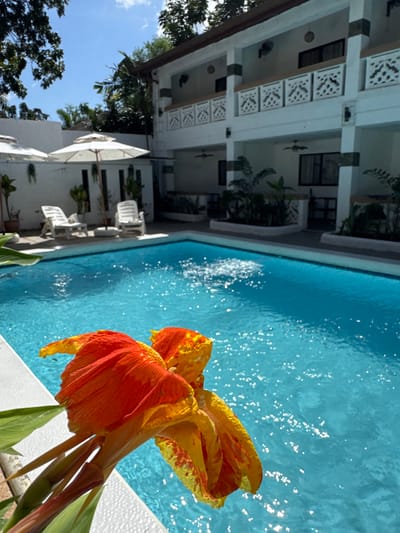 This image depicts a sunny poolside area at a resort or guesthouse in Panglao, Philippines. In the lower-right foreground, a vibrant orange and yellow flower is positioned near the white coping of a rectangular swimming pool. The pool contains clear, blue water exhibiting sunlit reflections and a localized area of aeration. On the opposite side of the pool, two white plastic lounge chairs are placed beneath two large, white patio umbrellas. Behind these elements, a two-story white building with green trim and ornate white balcony railings serves as the backdrop. The building features multiple units, each with a ground-floor patio and an upper-floor balcony, both equipped with windows/doors and visible fans. Lush green tropical foliage, including trees and plants, surrounds the periphery of the scene. The sky above is clear and blue. No individuals are present.