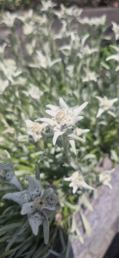 The image displays a close-up view of several white, star-shaped flowers, likely Edelweiss, with a soft, fuzzy texture. The flowers are clustered together, with some in sharp focus and others blurred in the background. The foliage is a muted green and appears somewhat dry. A rough, greyish-brown surface, possibly a rock or stone pathway, is visible in the lower right portion of the frame. The overall impression is of a natural, possibly alpine, setting. The location is identified as the city of Sargans, Switzerland.