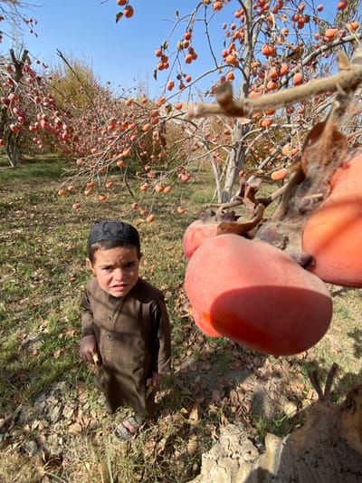 A young boy stands in a persimmon orchard in Bazar-e Panjva'i, Afghanistan, under a clear blue sky. The boy, approximately 5-7 years old, wears a dark brown tunic, a black skullcap, and sandals. He is positioned in the lower-left quadrant, looking directly forward with a neutral expression. His left hand is partially visible, holding a light-colored object. The orchard features numerous deciduous trees heavily laden with ripe, orange persimmons. Several large, reddish-orange persimmons are in extreme close-up in the lower-right foreground. The ground consists of sparse green grass, patches of dry leaves, and visible soil. Bright sunlight illuminates the scene from the left, casting shadows.