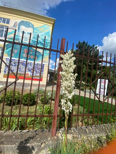 In Akhtyrskiy, Russia, a fence with a tall stalk of white flowers in bloom is in the foreground, partially obscuring a mural on the side of a building. The mural depicts a portrait of a man with medals, flanked by airplanes and a collage of smaller portraits of other individuals. Below the portraits, text is visible, including what appears to be "ПОМНИМ" (REMEMBER). To the right, a diamond-shaped frame on the fence contains a sign with the year "2025" and text that is partially obscured but appears to be related to the unification of Russia. The building is a light yellow color and has windows on the upper floor. The environment is outdoors, with a bright blue sky and scattered clouds. Green grass and bushes are visible behind the fence.