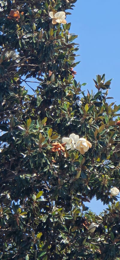A close-up, vertical shot showcases the lush green foliage and white magnolia flowers of a tree, set against a clear, bright blue sky. The image appears to be taken from below, looking up into the tree. Several magnolia flowers, some fully bloomed and others in bud, are visible amidst the dense leaves. The flowers are primarily white, with some tinges of yellow or cream at their centers. The leaves are a deep, glossy green, typical of a magnolia tree. The sunlight highlights the textures of the leaves and the petals of the flowers. The background is dominated by the expanse of the sky, with no other objects or structures visible. The scene suggests a warm, sunny day, likely in a residential or park setting where such trees are common. The location is specified as El Dorado Hills, United States.