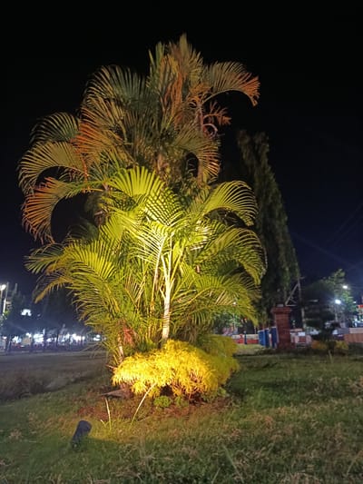 A cluster of palm trees is illuminated by artificial lighting at night in what appears to be a park or public space in Besuki, Indonesia. The palm fronds, primarily green, display warm orange and yellow tones where the light hits them directly. A lower, bush-like plant with bright yellow foliage is situated at the base of the palm trees, also brightly lit. In the foreground, a dark, cylindrical object, possibly a low-level landscape light, is partially visible in the grass. The background shows a dark sky with faint hints of distant city lights and trees. To the right, a tall, slender evergreen tree stands behind the illuminated palms. Further to the right, a brick column and fence structure are visible, suggesting a border or architectural element within the park. The overall scene depicts a well-lit natural setting within an urban environment at night.