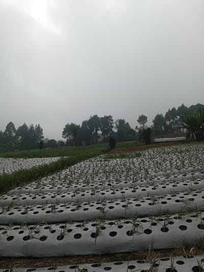 The image displays an agricultural field in Joshi Vihir, India, under a uniformly overcast, light gray sky. The foreground features multiple parallel rows of cultivated land, each covered with white plastic mulch film. These films contain numerous dark, circular perforations from which small, green, upright plant shoots, consistent with young onions or similar crops, emerge. A strip of green grass or unmulched vegetation separates sections of the field. The midground shows additional cultivated areas, including patches of bare brown earth and a few sparse, small trees or shrubs. In the background, a dense line of tall, dark green trees forms the horizon, appearing somewhat indistinct due to atmospheric conditions. This treeline includes tall conifers and other broad-leafed trees, with a distinct banana plant visible on the far right. No individuals, specific actions, or interactions are present in the scene.