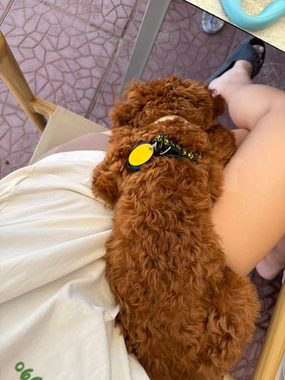 A brown poodle puppy rests on a person's lap. The puppy is wearing a collar with a yellow tag. The person is wearing a white t-shirt and their legs are bare. They are sitting on a chair outdoors, on a patio with a patterned tile floor. In the background, a blue toy and a pair of black flip-flops are visible. The scene appears to be in Πόρτες, Greece.