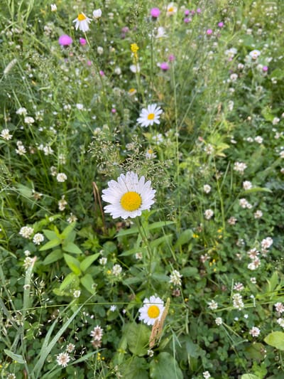 The image depicts a close-up view of a dense meadow filled with a variety of wildflowers, primarily white daisies with yellow centers. The flowers are in varying states of bloom, with some fully open and others still developing. The greenery is lush and varied, with tall grasses interspersed with smaller clover-like plants and other leafy vegetation. Hints of pink and yellow wildflowers are visible in the background, adding pops of color to the scene. The overall impression is one of a natural, uncultivated outdoor space. The image is attributed to a location in Ufa, Russia, suggesting a natural or park-like setting within the city. There are no people or animals visible in the image.