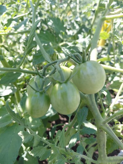 The image shows a close-up of a tomato plant with several unripe, green tomatoes on the vine. The tomatoes are round and vary slightly in size. They are attached to the stem by a green calyx. The stem is thick, green, and appears fuzzy, with small hairs visible. Tomato leaves are abundant, with a characteristic lobed shape and a slightly fuzzy texture. The background is filled with more foliage and appears to be outdoors, likely in a garden or field. Sunlight is dappling through the leaves, suggesting it is daytime. The overall scene is one of natural growth and the early stages of fruit development. There are no people or text visible in the image. The setting appears to be a rural agricultural area.