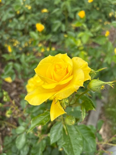 A close-up, eye-level shot focuses on a vibrant yellow rose in bloom, its petals unfurling in a spiral. To the right of the main bloom, a green rosebud, partially obscured, shows signs of development. Below and to the left of the rose, another bud is visible. The rose and its buds are surrounded by lush green foliage, with the background blurred and depicting more yellow roses and green leaves, suggesting a garden setting. The lighting appears to be natural daylight, possibly overcast, given the soft illumination. No people or specific landmarks in Tczew, Poland, are discernible. The scene is a horticultural snapshot, emphasizing the natural beauty of the rose.