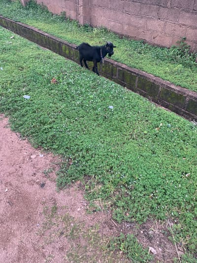 A black goat with horns is standing on a patch of green grass next to a concrete drainage ditch. The goat is tethered by a rope to a small, brown object on the grass. Behind the goat and drainage ditch is a brick wall. The scene appears to be in Gboko, Nigeria, as indicated by the presence of the goat and the overall environment.