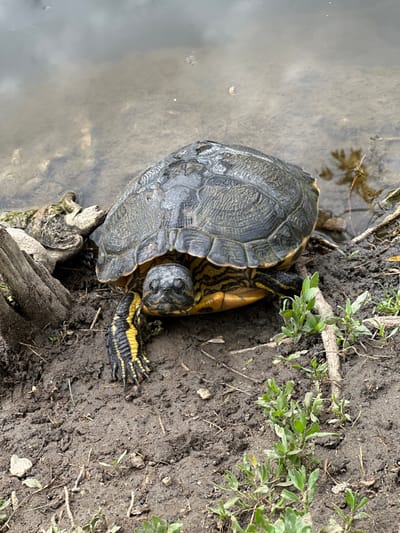 A turtle is positioned on the muddy bank of a body of water. The turtle's shell is gray and textured, and its head and legs display yellow and black markings. It is next to some branches, and some green plants are located by the edge of the bank. The location is the city of Craiova, Romania.