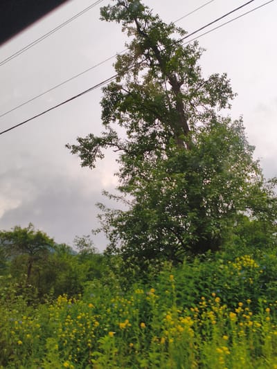 An outdoor, eye-level, medium shot captures a scene of lush vegetation and a cloudy sky. In the foreground, a dense field of green plants is dotted with numerous small yellow flowers and a scattering of blue wildflowers. Behind this vibrant field, a large tree with dark bark and a full canopy of green leaves dominates the midground, its branches reaching upwards. Further in the background, a line of trees creates a darker green silhouette against the overcast sky. Two dark power lines are visible in the upper portion of the image, stretched diagonally across the frame. The overall impression is one of a natural, uncultivated landscape under a diffused, grey sky, possibly indicating an overcast day. The location is specified as Gusyra, Russia.
