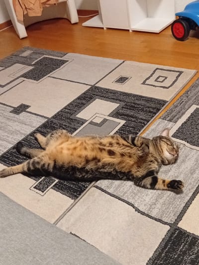 A tabby cat is lying on its back on a patterned rug in a room. The cat appears to be asleep, with its eyes closed and its body relaxed. The rug has a geometric design with squares and rectangles in shades of beige, gray, and black. The floor is made of hardwood. In the background, there is a white shelf unit and a blue toy car with red wheels. A piece of orange clothing is draped over a white object in the upper left corner of the image. The lighting suggests the photo was taken indoors during the day. This scene is located in Langenthal, Switzerland.