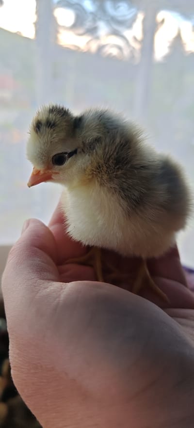 A fluffy, light-colored chick with dark markings on its head and back sits in the palm of a person's hand. The chick's beak is orange, and its eyes are dark. Its tiny yellow legs are visible beneath its downy body. The background is blurred, showing a bright, possibly windowed, area with some indistinct shapes. The image appears to be taken indoors in a residential setting, possibly a home in Altayskoye, Russia, given the contextual information.