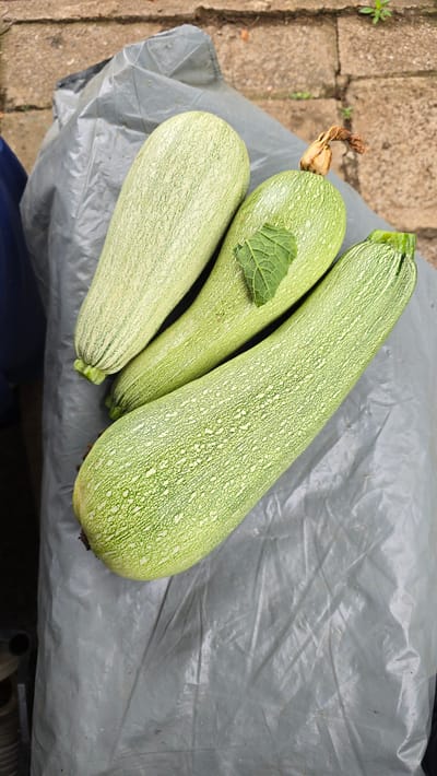 Three light green zucchinis with faint white striping lie on a crinkled, gray plastic tarp. The zucchinis are arranged diagonally, with the largest one in the foreground, angled from the lower left to the upper right. A small, dark green leaf is placed on the middle zucchini. The background shows a textured, light brown surface, possibly paving stones or a wall, with some dry, light brown debris. The scene appears to be outdoors, possibly in a garden or backyard.