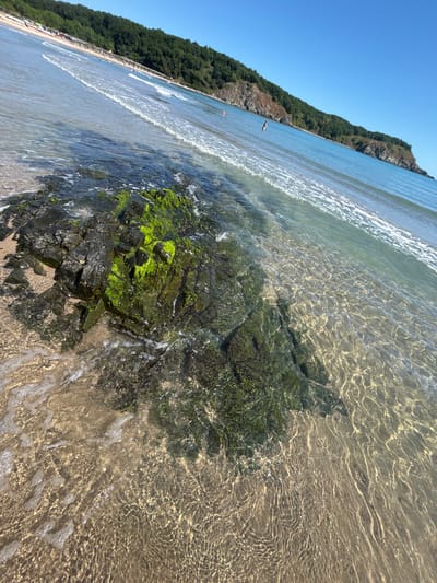 The image depicts a rocky shoreline at a beach in Rezovo, Bulgaria. In the foreground, dark, wet rocks are covered in vibrant green algae. The clear, shallow water gently laps against the rocks and the sandy beach. The sunlight creates shimmering patterns on the water's surface. Further out, gentle waves roll towards the shore. In the background, a lush, tree-covered hillside rises above the beach. A few beach umbrellas and loungers are visible along the sandy stretch of the beach. The sky is a clear, bright blue. There are a few indistinct figures in the water and on the beach in the distance, engaged in typical beach activities.