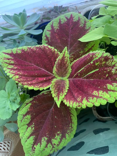 This is a close-up, top-down, eye-level shot of several potted plants. The primary focus is on a coleus plant with large, textured leaves displaying a vibrant pattern of deep red and lime green. The leaves are serrated along the edges and have prominent veins. Behind the coleus, a light green succulent with fleshy, pointed leaves is visible. To the right, another plant with smaller, lighter green leaves peeks into the frame. The background is softly blurred, showing hints of planters and a patterned fabric. There are no people or animals present. The scene is indoors, likely on a windowsill or shelf. The image does not provide any information about the city of Yuada-Gulrypsh, Abkhazia.