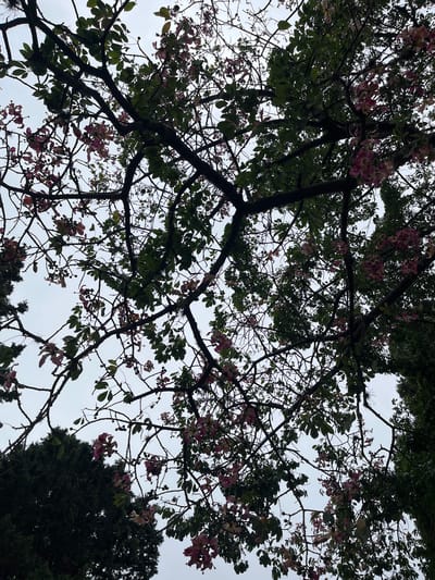 The image shows a view looking upwards through the branches of trees. The trees are flowering, with pink blossoms visible amongst the green leaves. The sky is visible through gaps in the foliage. The image was taken in Llavallol, Argentina.