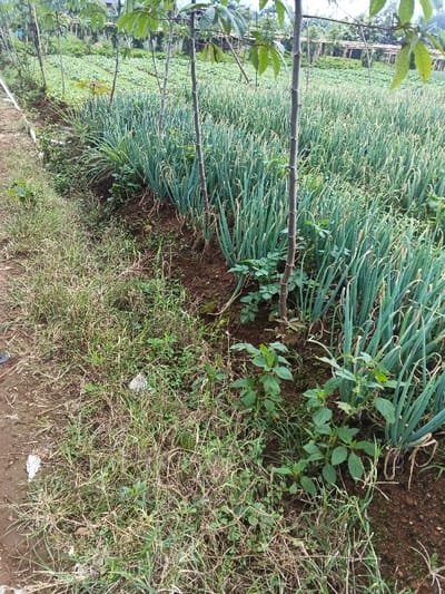 The scene depicts an agricultural field in Kutkai, Myanmar. The foreground features an unpaved strip of ground covered with a mix of dry, light brown grasses and green weeds, interspersed with exposed soil and small fragments of white debris. To the right, a cultivated field extends into the middle ground, densely planted with numerous rows of vibrant green, upright plants consistent with spring onions or leeks. Several thin, vertical woody stalks, appearing leafless, are distributed throughout this planted area. Beyond the primary cultivated field, another section of farmland is visible with smaller, lighter green crops. The distant background shows vegetation on sloping terrain, suggestive of a rural landscape, under an overcast sky. No human subjects are present in the image.