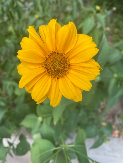 A close-up shot showcases a vibrant yellow flower with many petals radiating from a central disc. The flower is the main subject, positioned slightly off-center to the left, filling a significant portion of the frame. The petals are broad and slightly curved, with visible striations giving them texture. The central disc is a darker yellow-green and appears to be composed of many tiny florets.
The background is a soft blur of green foliage, suggesting the flower is part of a garden or natural setting. Hints of lighter green, possibly smaller leaves or buds, are scattered throughout the background. A light gray or concrete surface is visible in the upper right corner, possibly indicating a path or wall. The lighting suggests it is daytime, with the sun illuminating the flower, creating bright highlights on the petals. The overall mood is natural and peaceful, focusing on the beauty of the flora. There is no text visible in the image.